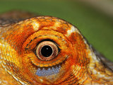 Close-up of Bearded Dragon Photographic Print by Larry Jernigan