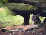 A Florida panther Photographie par Melissa Farlow