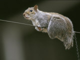 Portrait of an Eastern Gray Squirrel Balancing on a Wire Photographic Print by Chris Johns