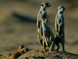 Suricates stand alert to danger with their young at their feet Lámina fotográfica por Chris Johns