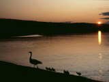 A Canada Goose and Her Goslings are Silhouetted by the Setting Sun Photographic Print