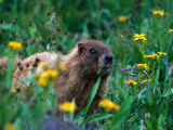 Marmot, CO Photographic Print by Sherwood Hoffman