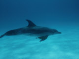 A Spotted Dolphin Sails Past the Coast of Grand Bahama Photographic Print by Wolcott Henry