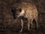Spotted Hyena, Crocuta Crocuta Photographie par Robert Franz