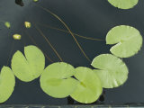 Lilies in a pond Lámina fotográfica por Al Petteway Lilies in a pond Lámina fotográfica por Al Petteway