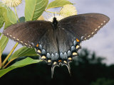 Tiger Swallowtail Butterfly Displaying its Dark Phase Photographic Print by George Grall