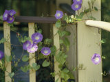Purple Flowers Bloom on a Vine That Wraps Around a Wooden Fence Photographic Print by Stacy Gold