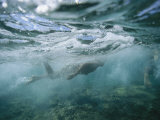 Spearfishing in the Bay Photographic Print by Randy Olson