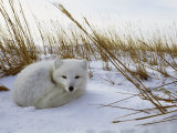 An Arctic Fox Curls up in the Snow for a Nap Photographic Print by Norbert Rosing