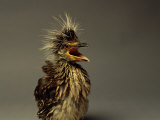 A Juvenile Black-Crowned Night Heron Photographic Print by Scott Sroka