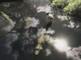 A Wood Ibis Stands in a Wetland Near Two American Alligators Photographic Print by Annie Griffiths Belt