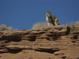 A Mountain Lion Surveys its Domain from Atop a Rock Photographic Print by Norbert Rosing