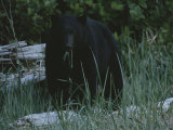 A Close View of a Black Bear Standing in Tall Grasses Near a Log Photographic Print by Joel Sartore