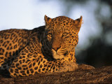 A Leopard, Panthera Pardus, Rests on a Large Tree Limb Photographic Print by Beverly Joubert