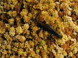A Rough-Skinned Newt Crawls Across a Patch of Bright Orange Moss Photographic Print by Joel Sartore