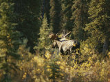 A Moose in Denali National Park Photographic Print by Paul Nicklen