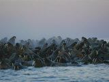 A Group of Walruses, Odobenus Rosmarus, Seek Safety in Numbers Lámina fotográfica por Norbert Rosing