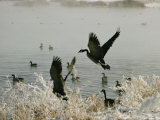 Canada Geese Land on the Water Photographic Print by W. E. Garrett