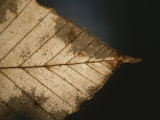 A Close View of a Leaf in Autumn Colors Photographic Print by Roy Gumpel