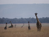 Reticulated Giraffes Survey a Plain Photographie par Jodi Cobb