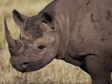 A Close View of a Rhinoceros Photographic Print by Jodi Cobb