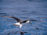 Black-Browed Albatross Fly-Walks over Ocean Surface Photographie par Jason Edwards