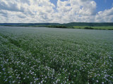 Flax Field, Saskatchewan, Canada Photographic Print by Michael S. Lewis
