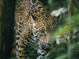A Captive Leopard Stalks Through the Dark Brush Photographic Print by Skip Brown