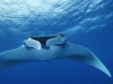 A Pair of Remoras Hitch a Ride on a Manta Ray, Manta Birostris Photographic Print by Brian J. Skerry
