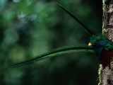 A Male Resplendent Quetzal Peers from its Nest in a Hollowed Tree Photographie par Steve Winter