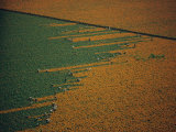Aerial View of Workers in a Marigold Field Photographic Print by W. E. Garrett