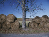 Bales of Hay Lie Next to a Denuded Tree in an Autumn Landscape Photographie par Roy Gumpel