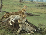 A Cheetah and Her Cubs Rest on a Dirt Mound Photographic Print by Norbert Rosing