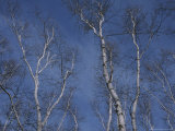 Leaf-Less Birch Trees Stretch Towards a Blue Winter Sky Photographie par Roy Gumpel
