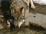 A Gray Wolf Drinks Water from a Pond Photographie par Taylor S. Kennedy