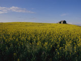 Flax Fields Across the Saskatchewan Plain Photographic Print by Michael S. Lewis
