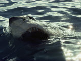 Gray Reef Shark with Sharksucker Attached to its Belly Photographic Print