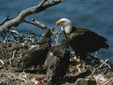 An Eagle Feeds its Two Month-Old Eaglets Photographic Print by Norbert Rosing