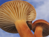 Milky Cap Mushrooms Propagate by Gently Launching Spores from Their Gills Photographic Print by Darlyne A. Murawski