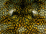 A Close View of the Eyes and Brightly Colored Patterned Skin of a Tropical Reef Fish Photographie par Wolcott Henry