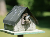 A Tree Swallow Perched at the Door of a Birdhouse Photographic Print by Taylor S. Kennedy