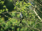 A Tree Swallow Perched on a Tree Branch with New Spring Foliage Photographic Print by Raymond Gehman