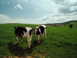 Cows in a Pasture Photographie par Scott Sroka