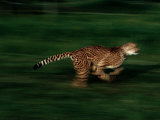 A Cheetah Named Kenya Runs at the Home of its Trainer Photographic Print by Michael Nichols