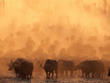 A Herd of Cape Buffalo Create a Dust Cloud Photographic Print by Beverly Joubert
