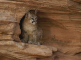 A Young Mountain Lion Rests in a Rocky Niche Photographic Print by Norbert Rosing