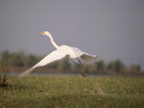 A White Egret Takes off in Flight Photographic Print by Beverly Joubert