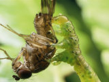 A Eupithecia Caterpillar Snags a Fruit Fly for Lunch Photographic Print by Darlyne A. Murawski