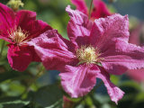 Close View of Clematis Flowers Photographic Print by Darlyne A. Murawski