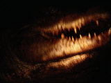 Close-up of a 14-foot crocodile Lámina fotográfica por Chris Johns